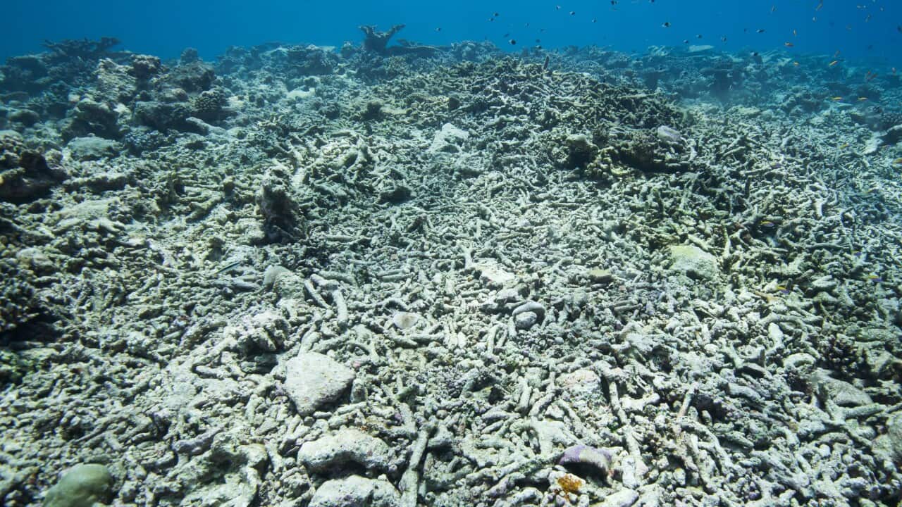 Dead coral reefs in shallow water caused by mass bleacing