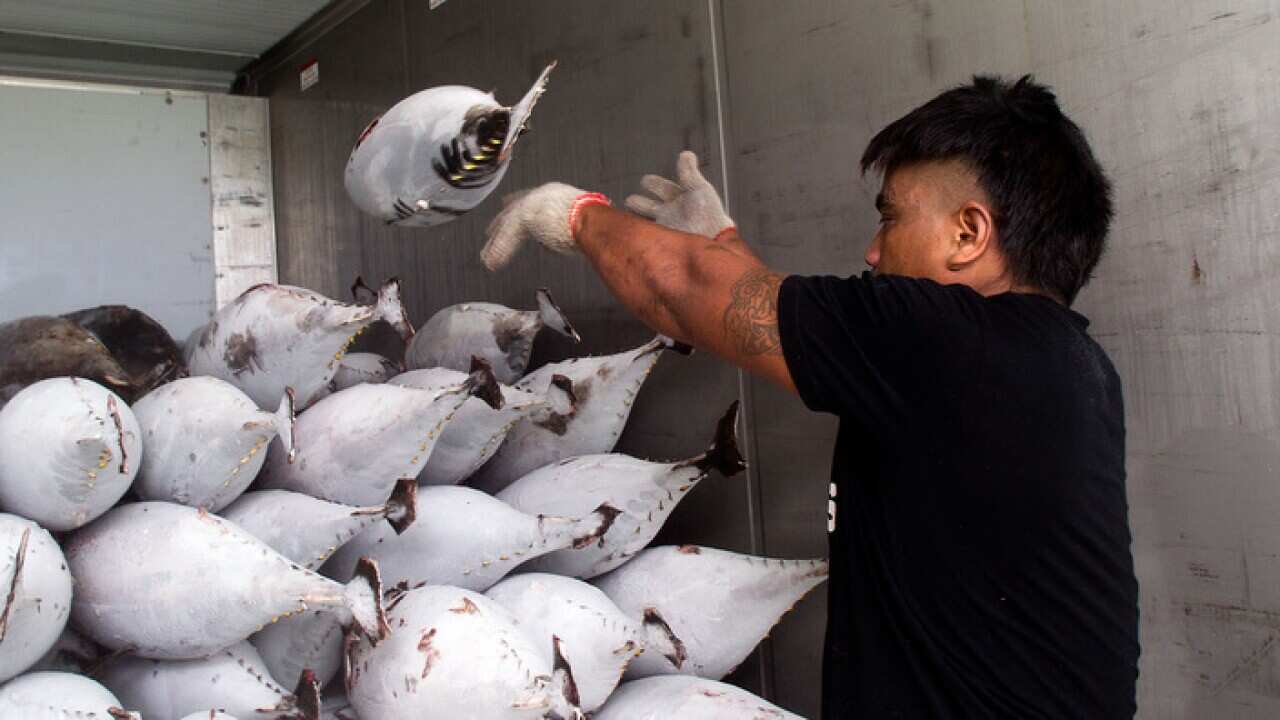 A Cook Island worker handles yellow fin tuna