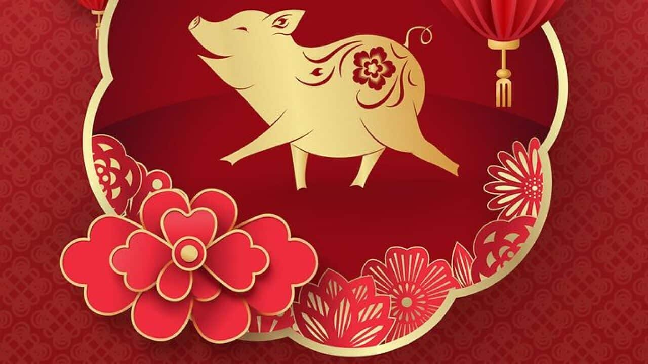 Lunar New Year, the year of the Pig.