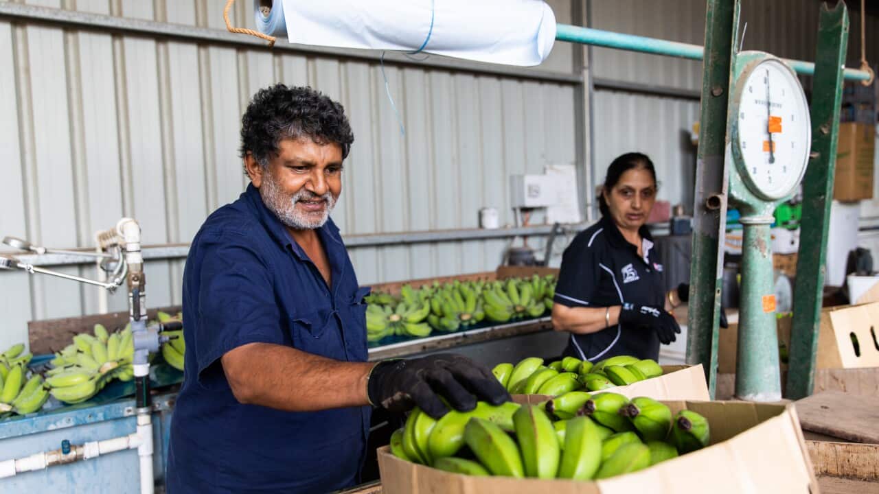 Work Life on an Australian Banana Farm