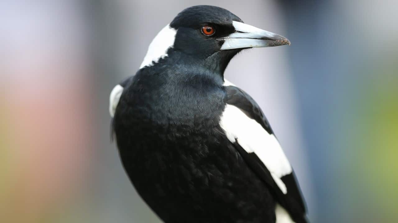 ‘Alarming’ spike in magpies paralyzed by mystery disease ‘Alarming’ spike in magpies paralyzed by mystery disease