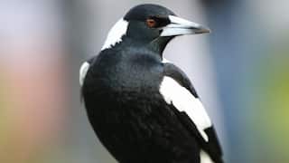 A close-up image of a magpie
