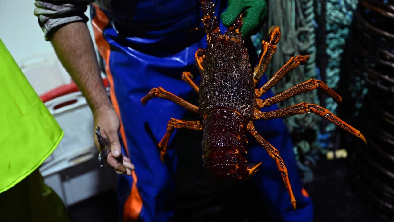 KING ISLAND CRAYFISHING