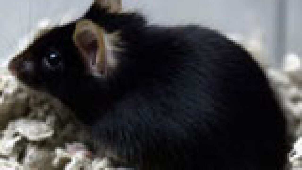 mouse_getty_0411_S_aap_1801365365