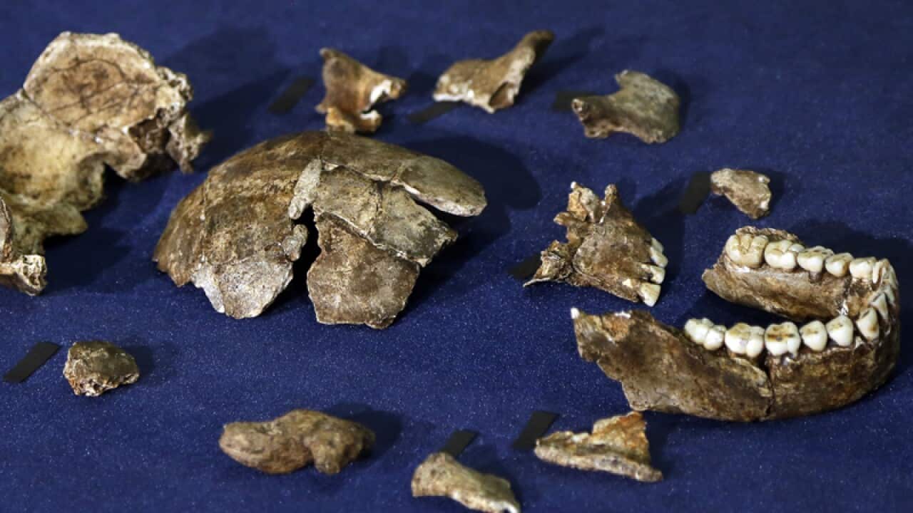 Part of a composite skeleton of Homo naledi