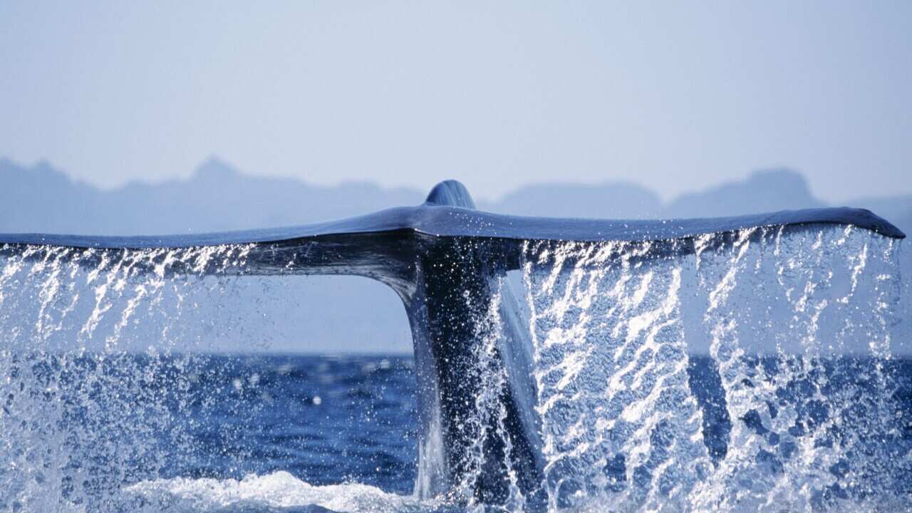 Blue Whale - tail fluke (Balaenoptera musculus) (AAP/Mary Evans/Ardea/M. Watson) | NO ARCHIVING, EDITORIAL USE ONLY