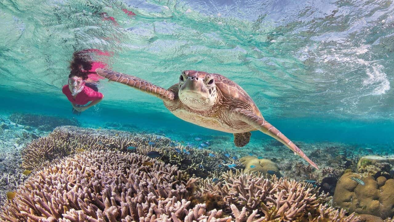 A sea turtle swimming near Lady Elliot Island, Bundaberg.