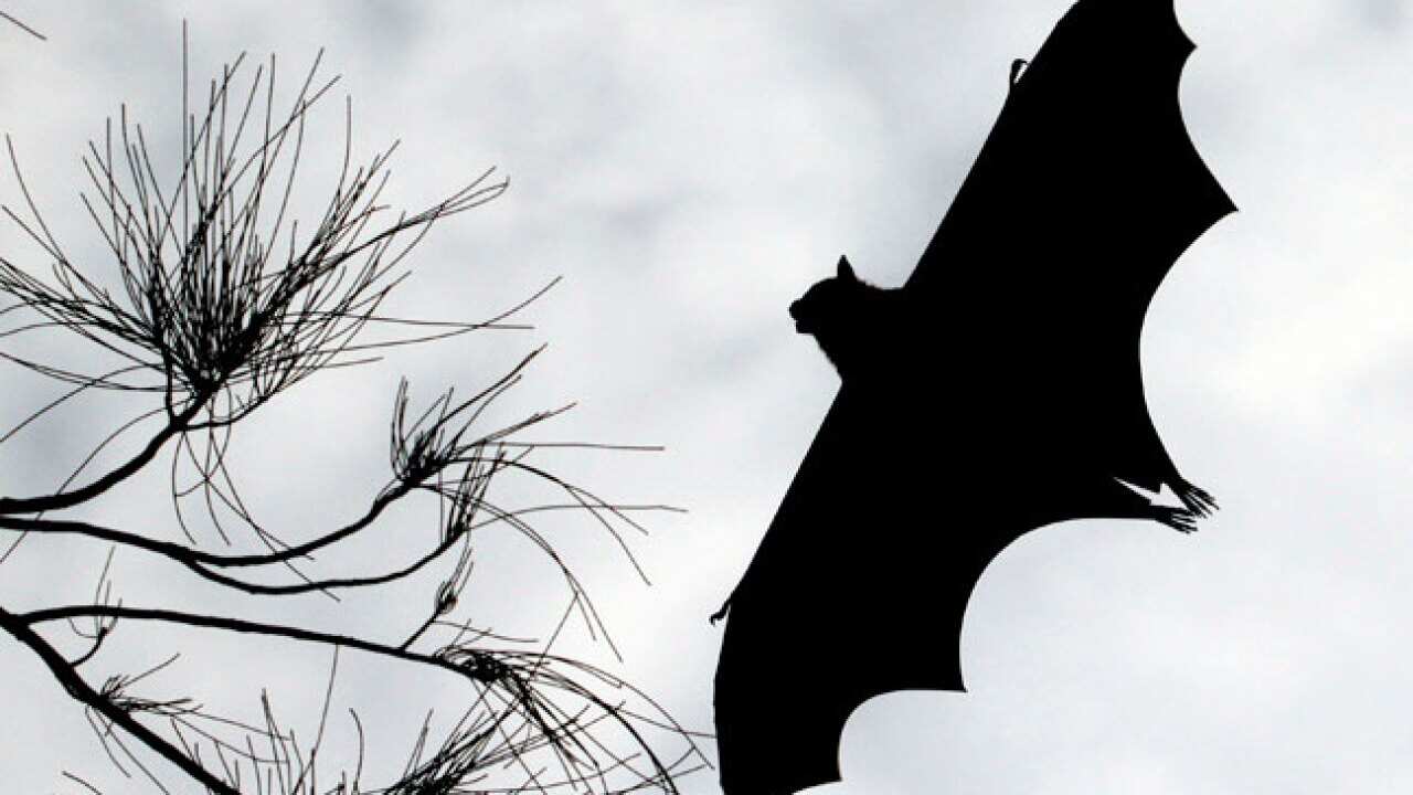 hendra_flying_fox_b_110729_aap_471851718