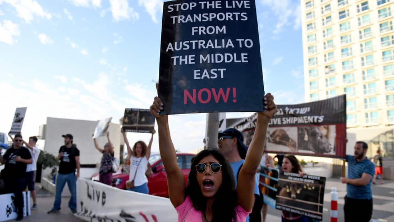 Protesters in Tel Aviv in November opposing live exports from Australia to Israel