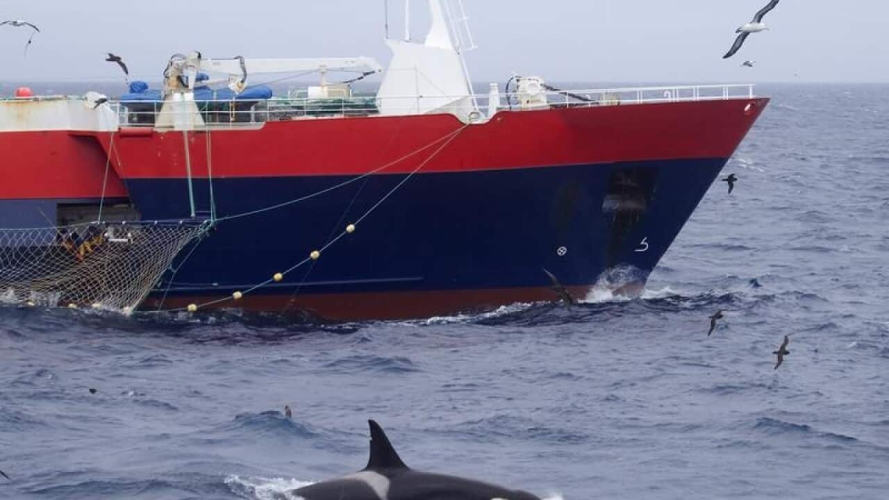 A killer whale shadowing a commercial fishing vessel