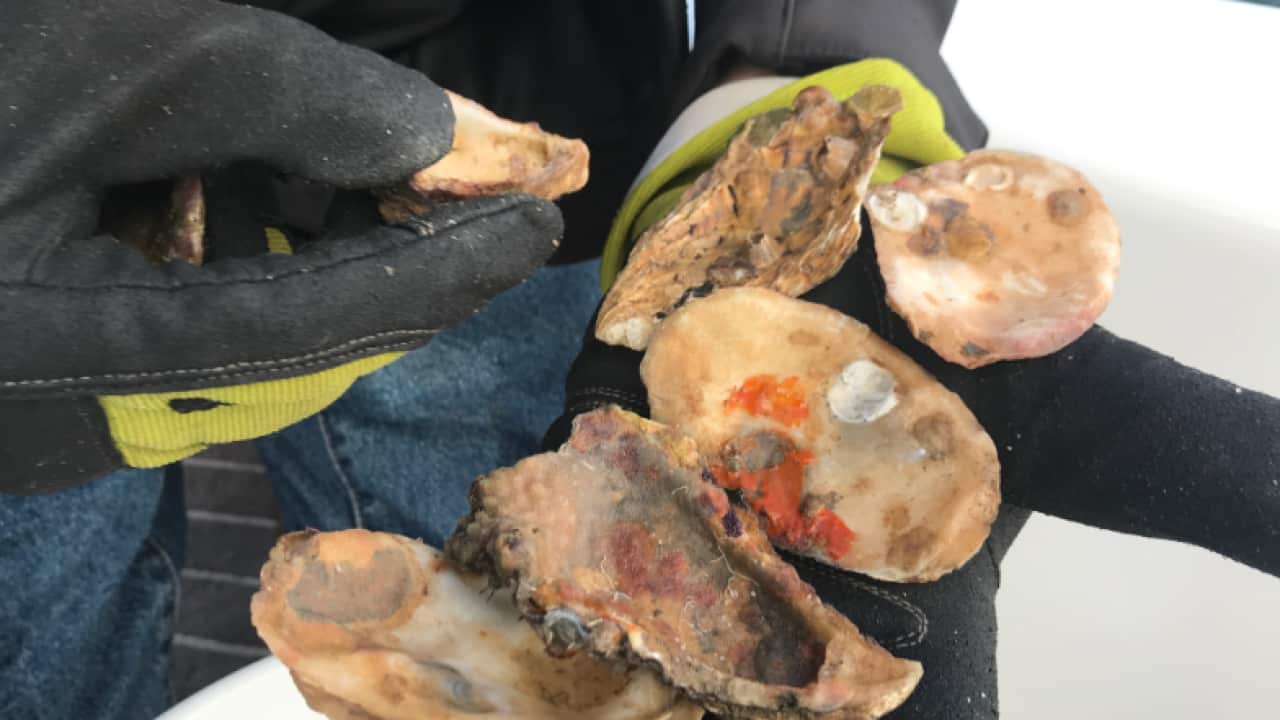 oyster