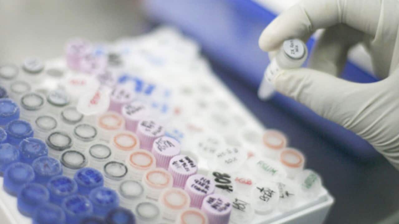 A scientist collects DNA after a PCR (Polymerasy Chain Reaction) at The Molecular Biology Laboratory of Udayana University, Nov 7, 2006, Indonesia. (Dimas Ardian/Getty)