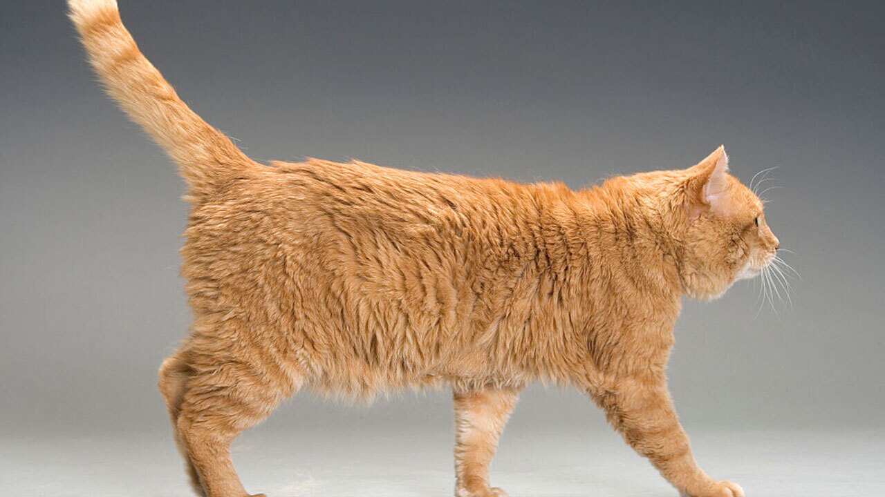 The animal was travelling in a pet carrier which had been locked