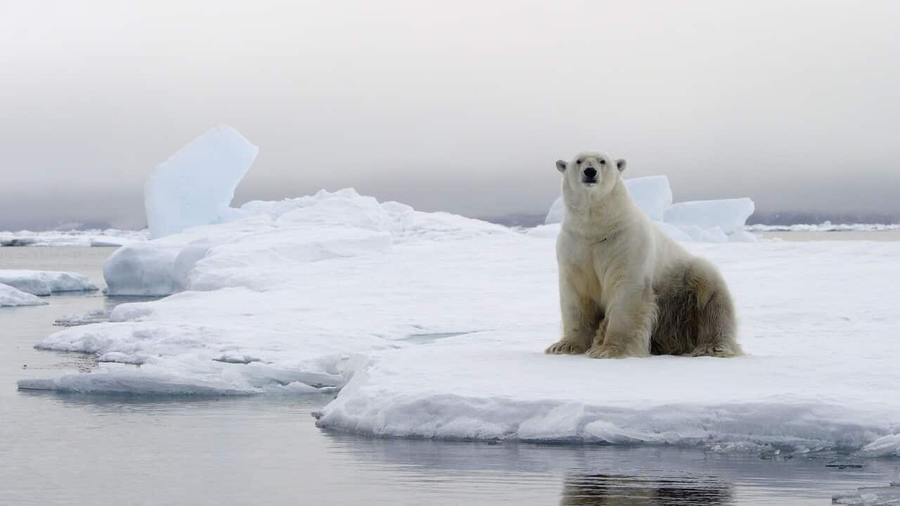 Polar Bear - sitting at edge of ice floe. (Ursus maritimus)