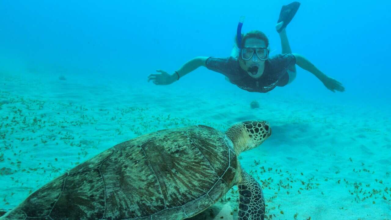 Australian swimmer Emily McKeon snorkeling on the Great Barrier Reef, off Cairns.