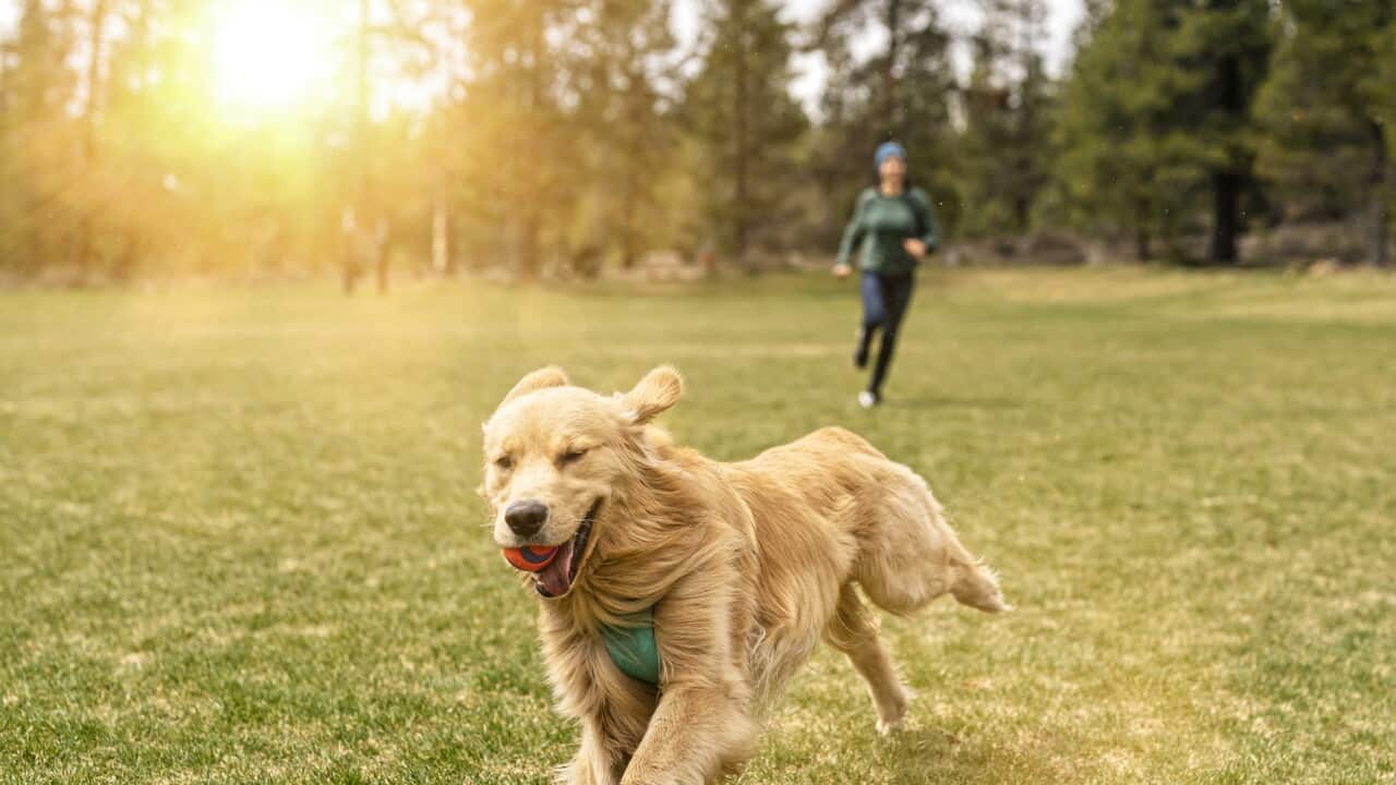 Australia Explained: Pet Ownership