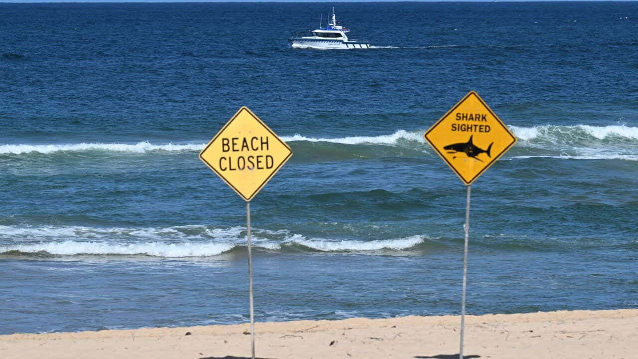 Two signs saying beach closed and shark sighted on a beach