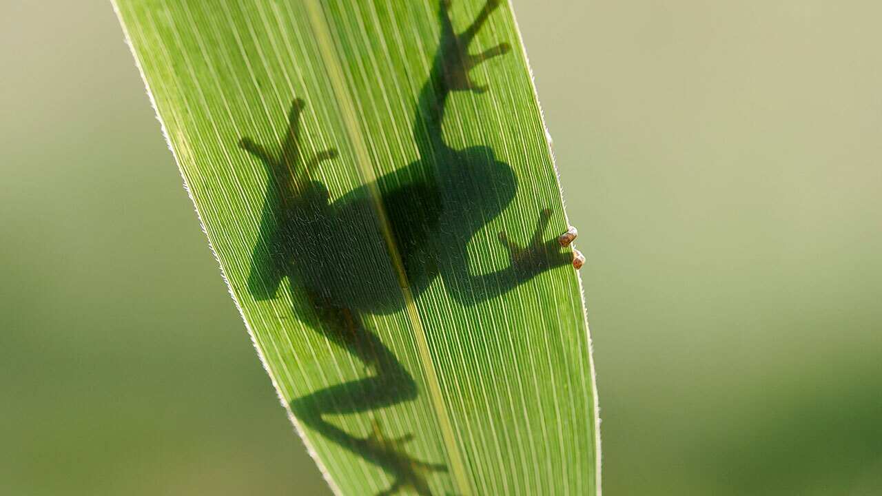 Frog silhouette through leaf.