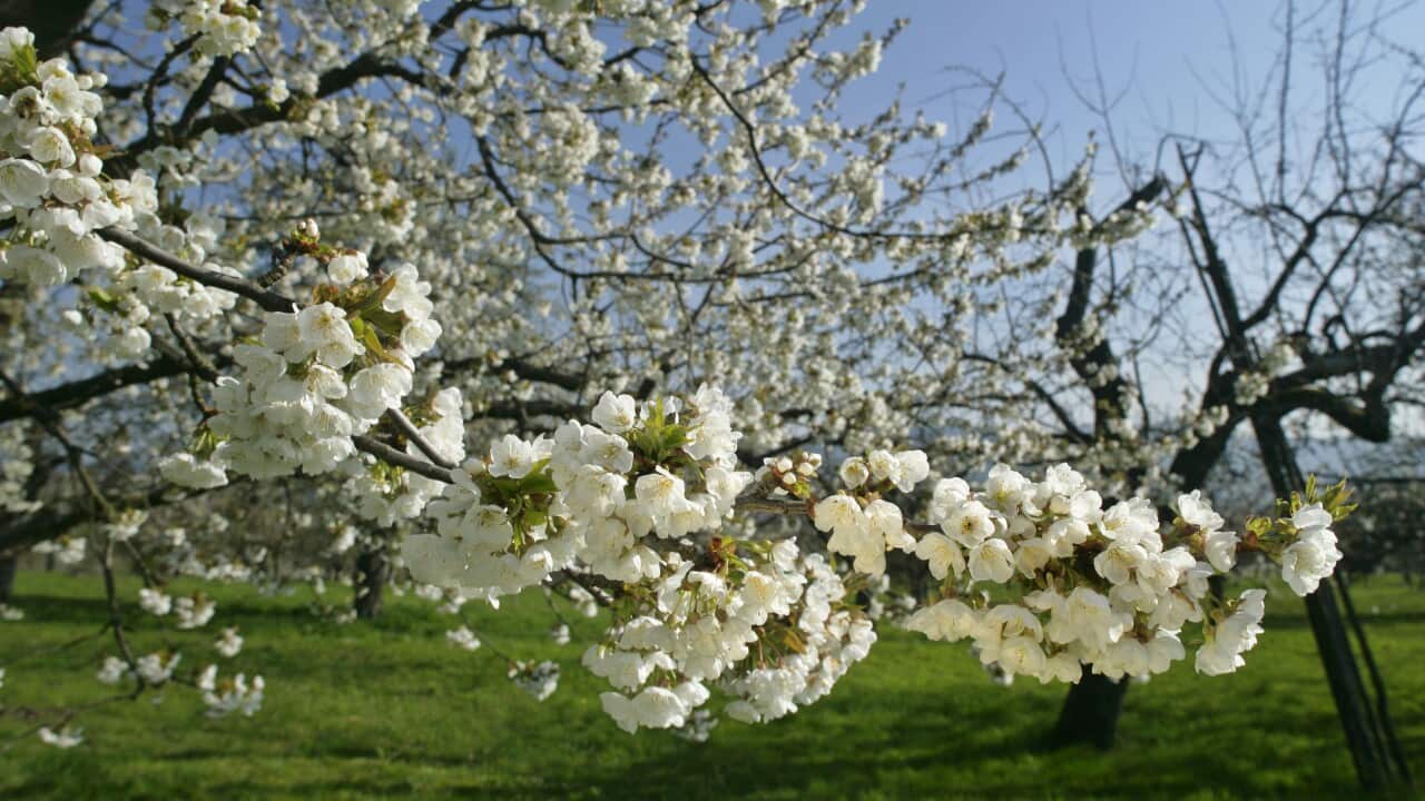 Cherry tree - in full bloom in early spring (Prunus avium)