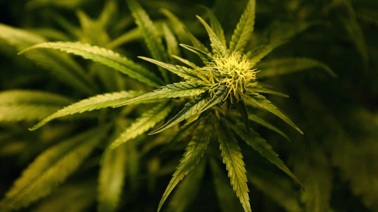 plants in a cannabis farm