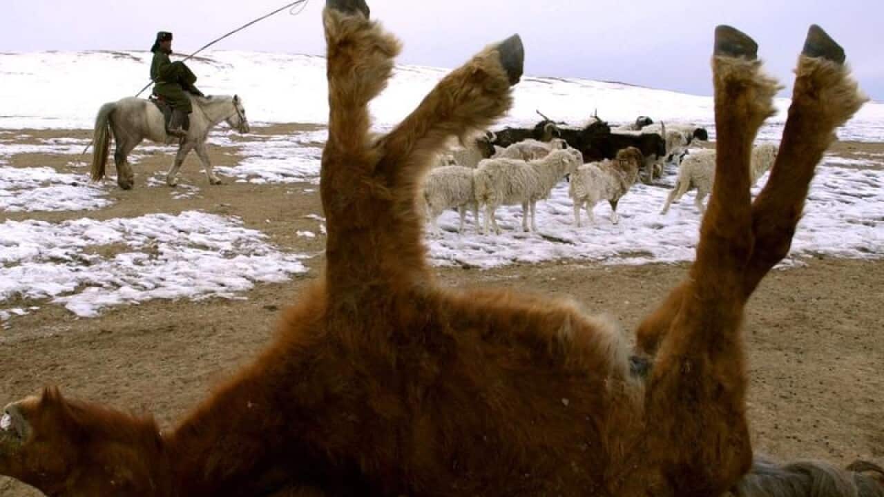 Dead livestock in Mongolia.