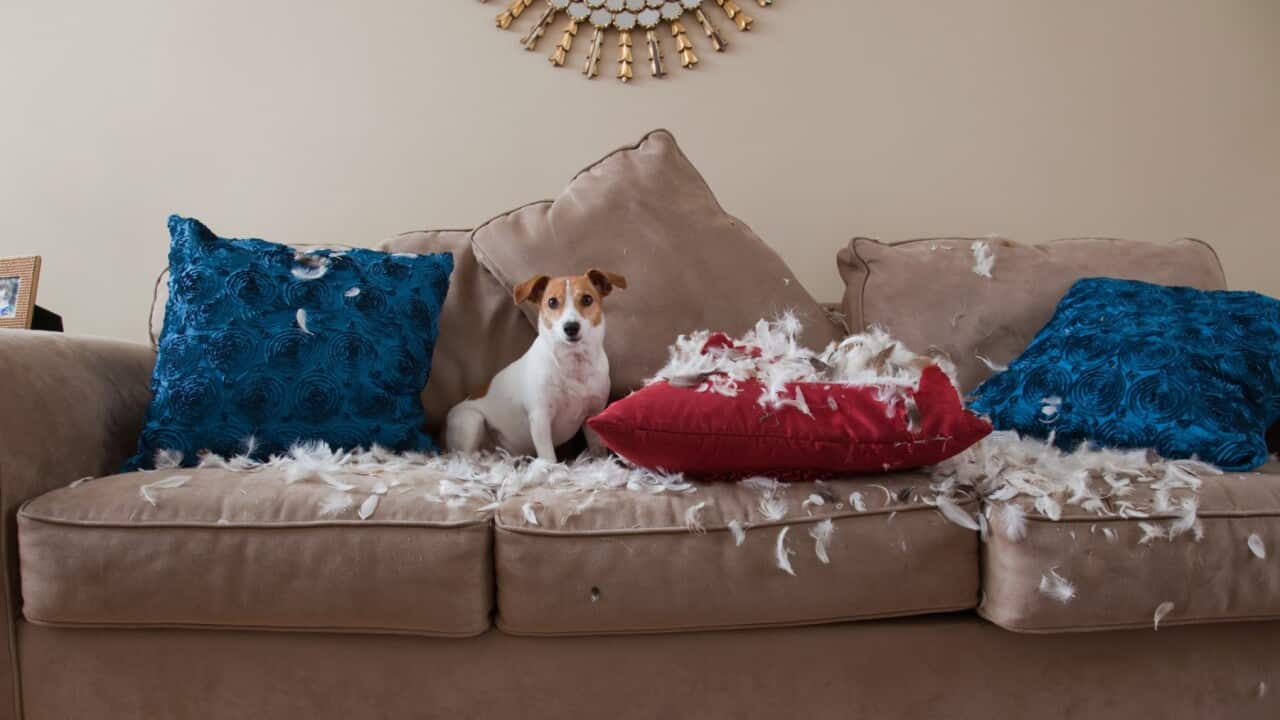 separation anxiety when owner returns to work