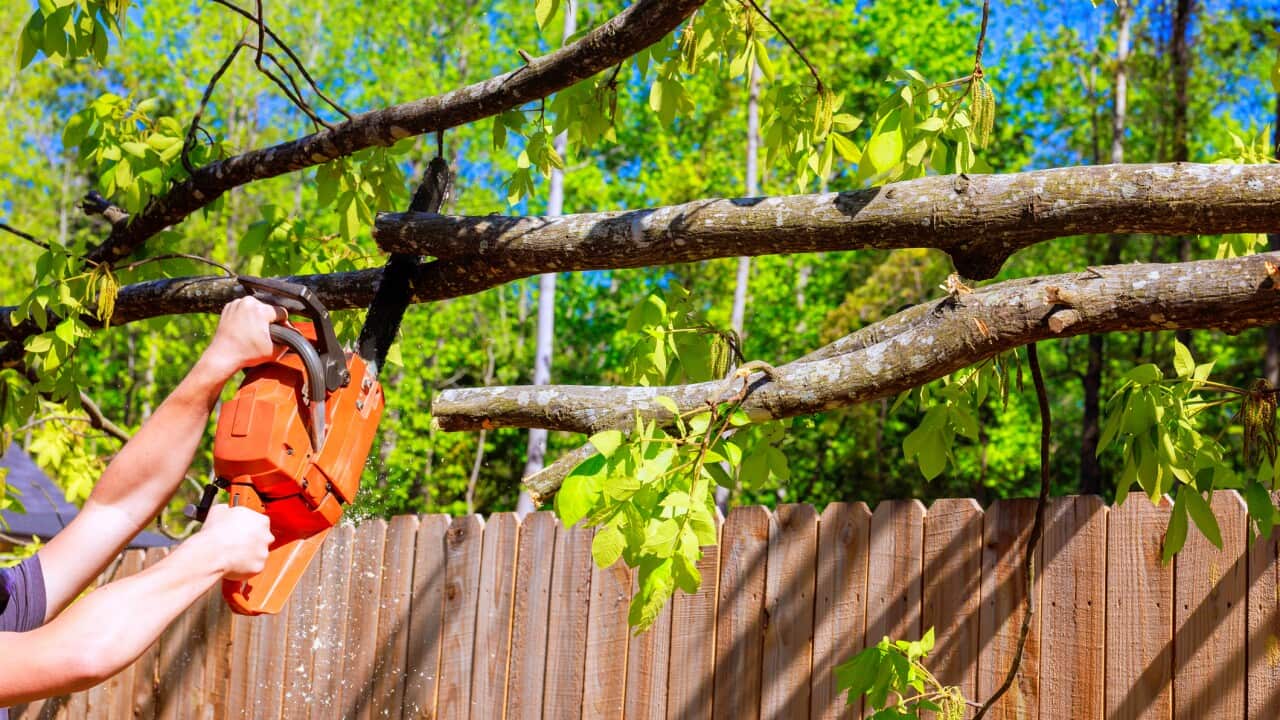 Man using chainsaw to cut down tree near house in rural area during daylight