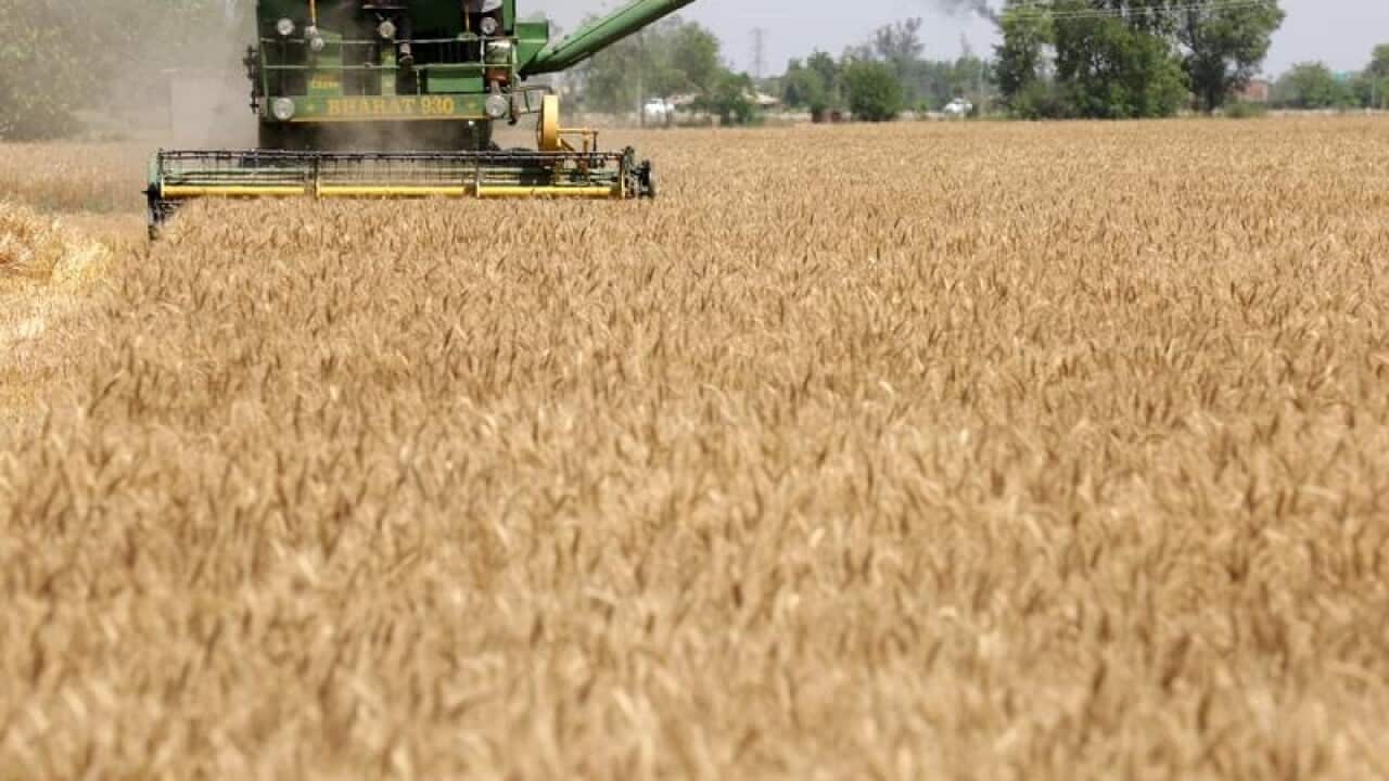 harvest wheat produce in a wheat field