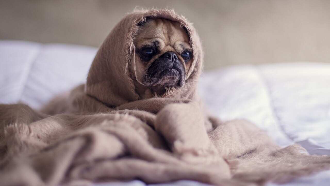 Pets are generally safe from being infected with coronavirus