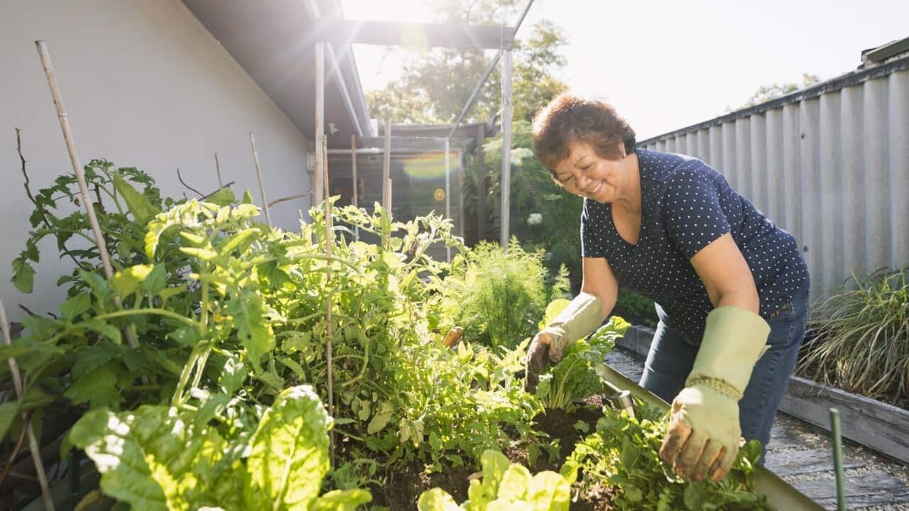Senior Asian woman gardening at her home in Perth.jpg