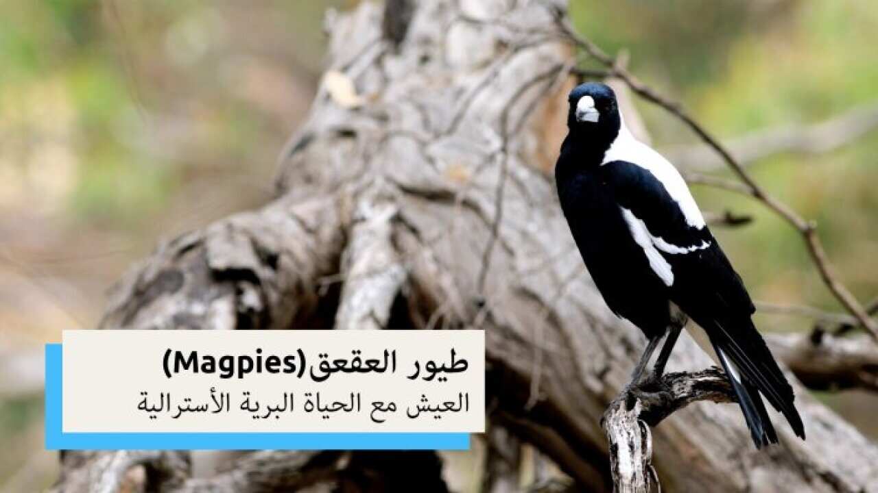 طيور العقعق | العيش مع الحياة البرية الأسترالية | SBS Arabic24