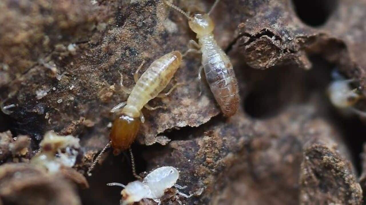 Termites
