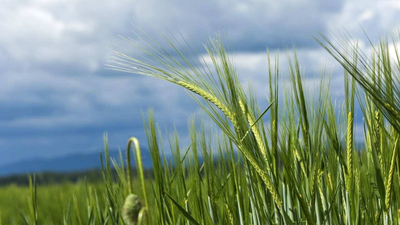 A barley field