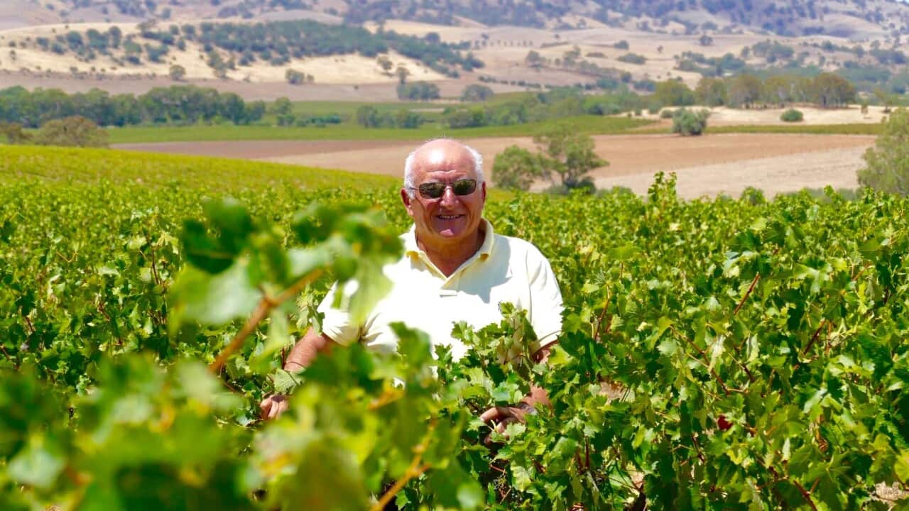 Carmine Scalzi in his vineyard in the Barossa Valley
