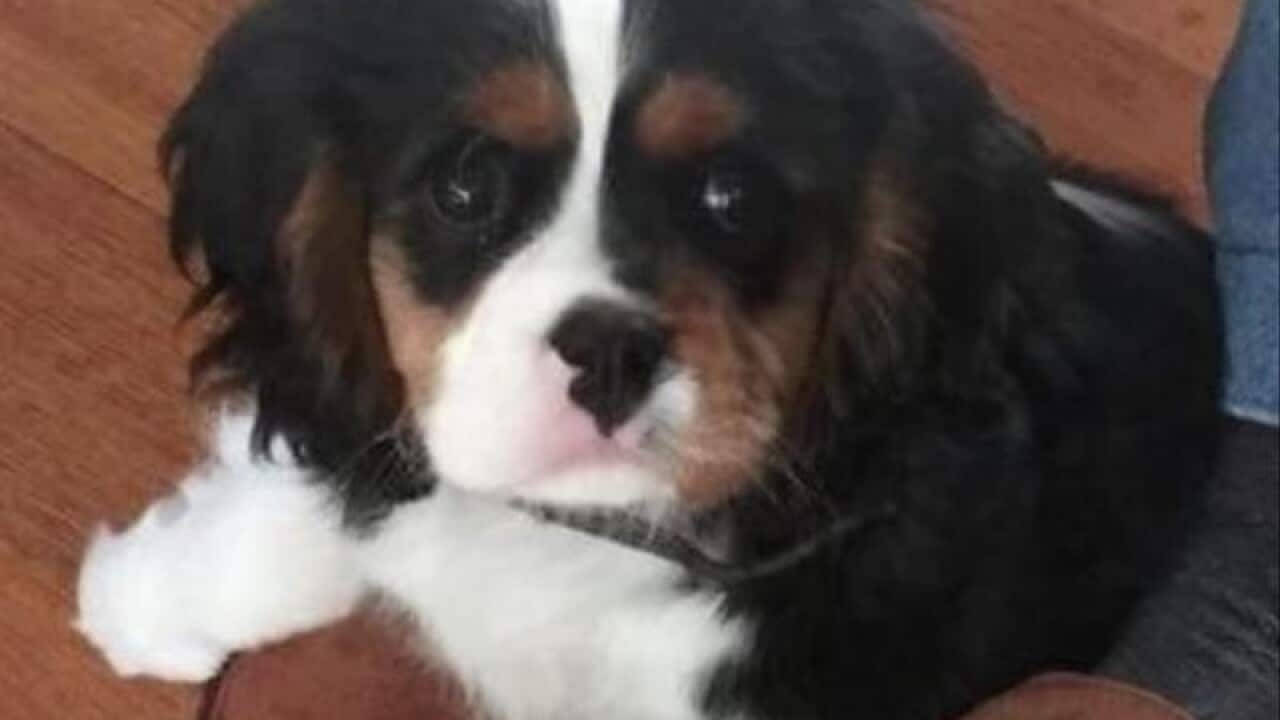 seven-month-old rescue dog Tallow