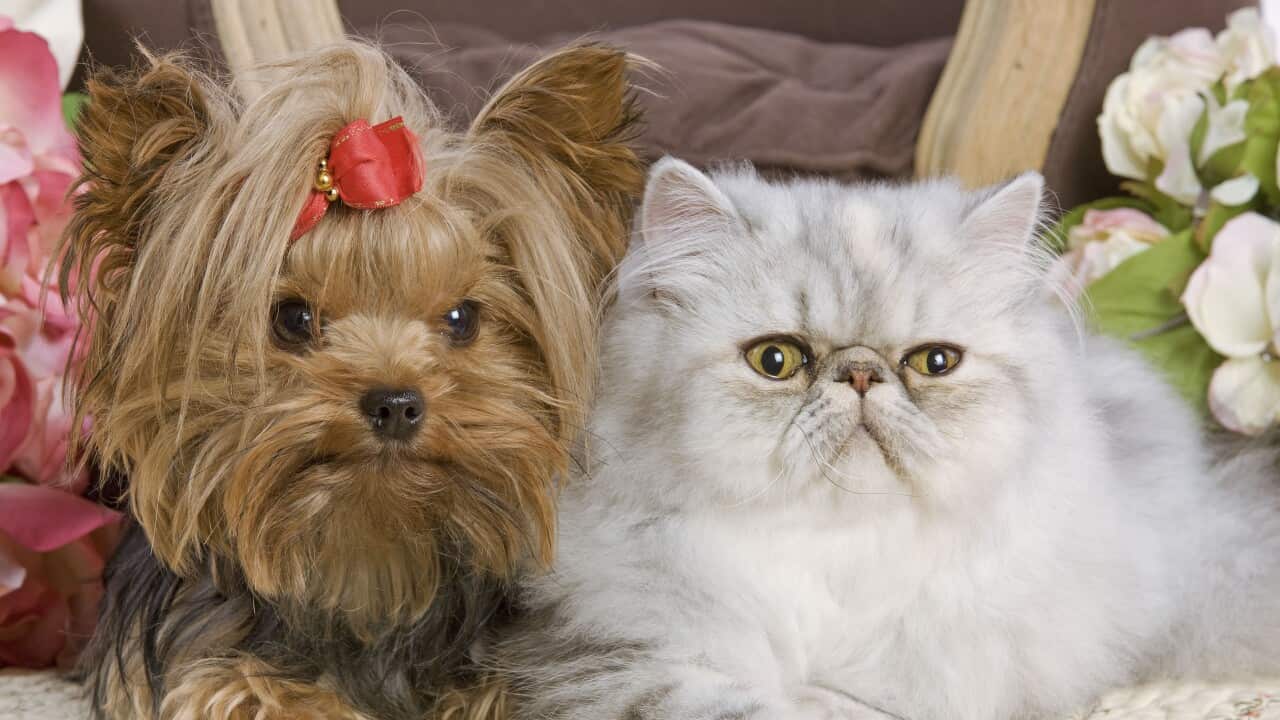 Dog - Yorkshire Terrier with Persian cat on floral fabric