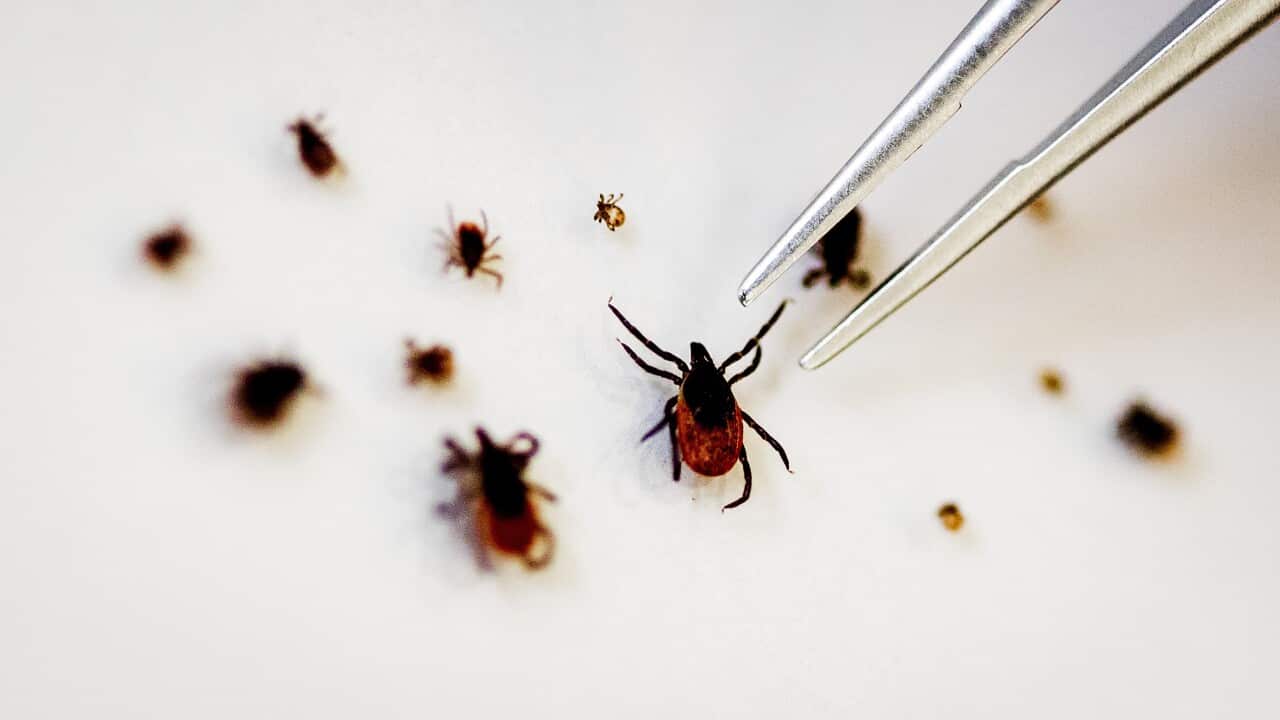 Scientists study ticks to determine which diseases they can transmit to humans.