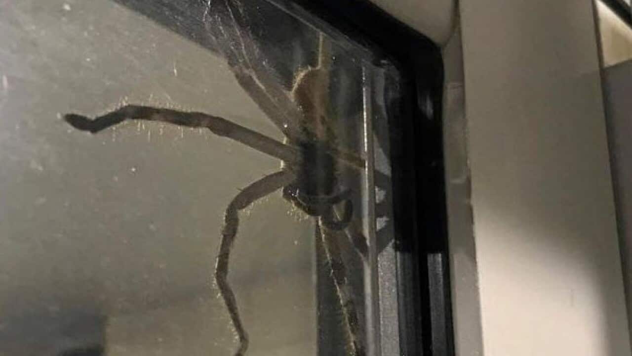 'Dinner plate' sized spider surprises Queensland couple at meal time