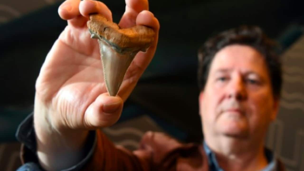 Mega shark teeth found on Melbourne's beach