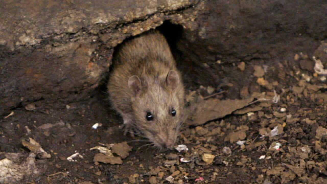 New_York_rats_121101_AAP_538751110