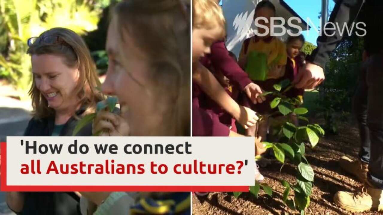 Learning about bush tucker to strengthen respectful relationships SBS
