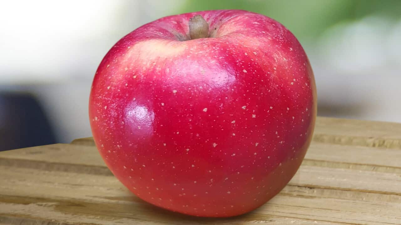 Hot-climate apple
