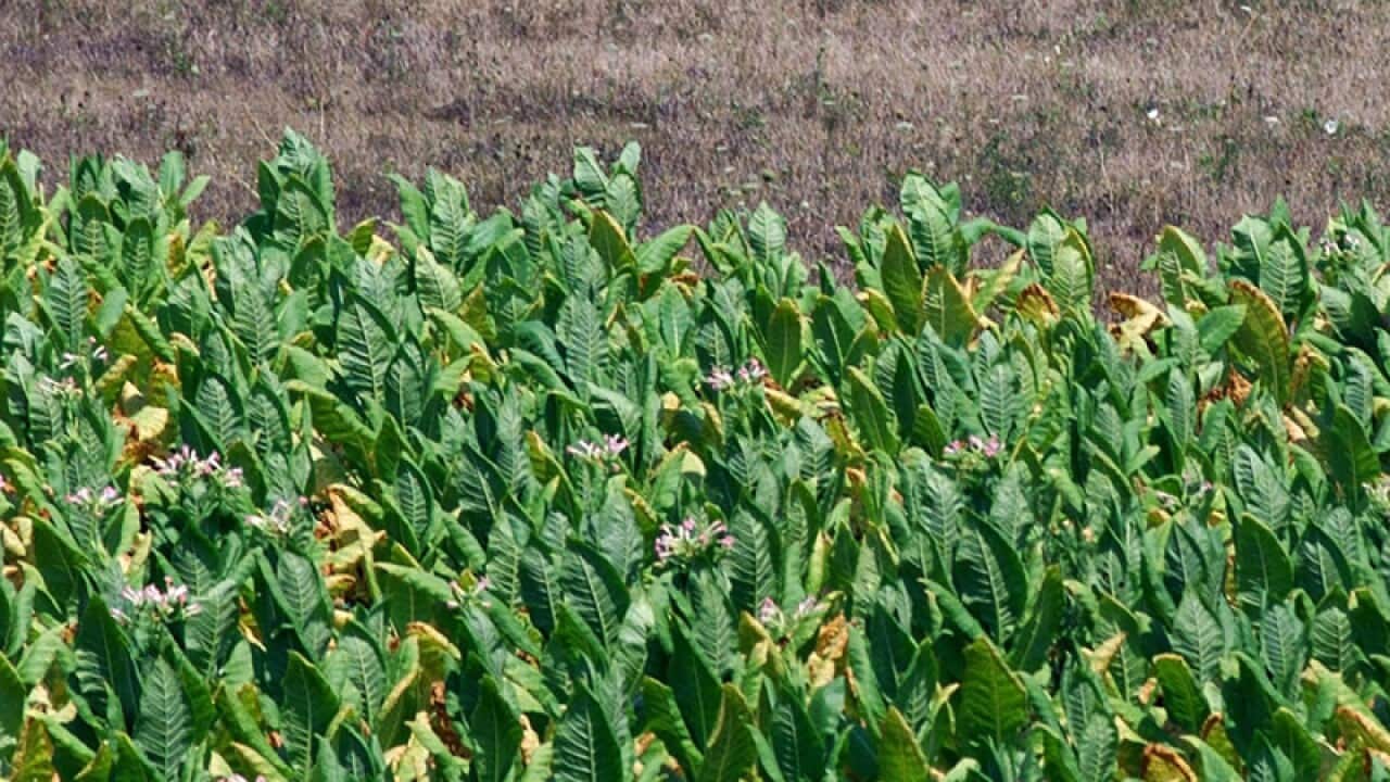 A tobacco field