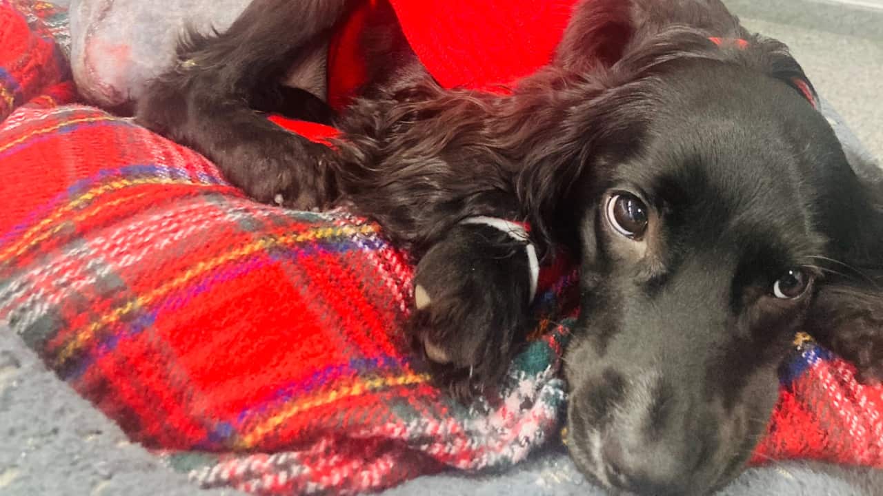 A black dog lying on a blanket.