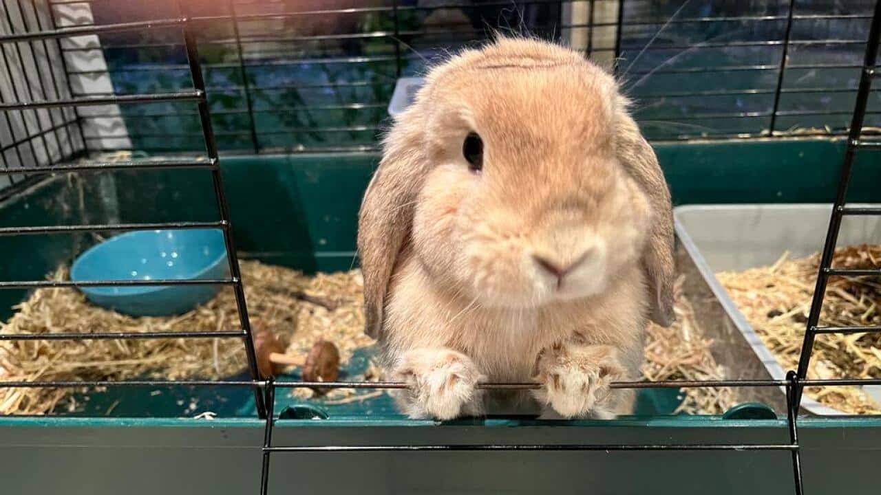 Image for read more article '相關內容'