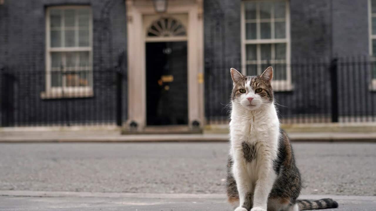 Britain Larry The Cat Photo Gallery