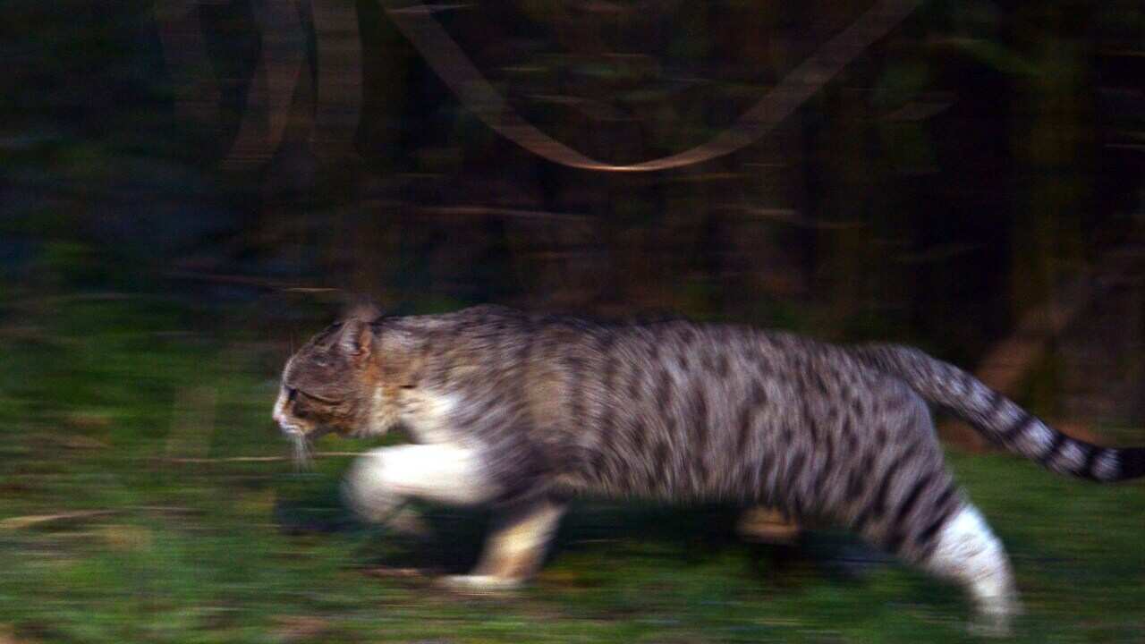 Feral cat