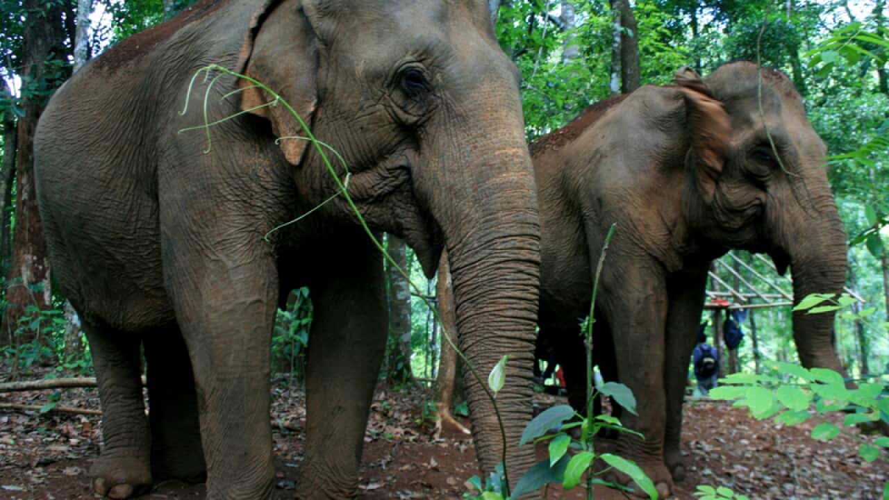 Elderly elephants that are part of the Mondulkiri Project