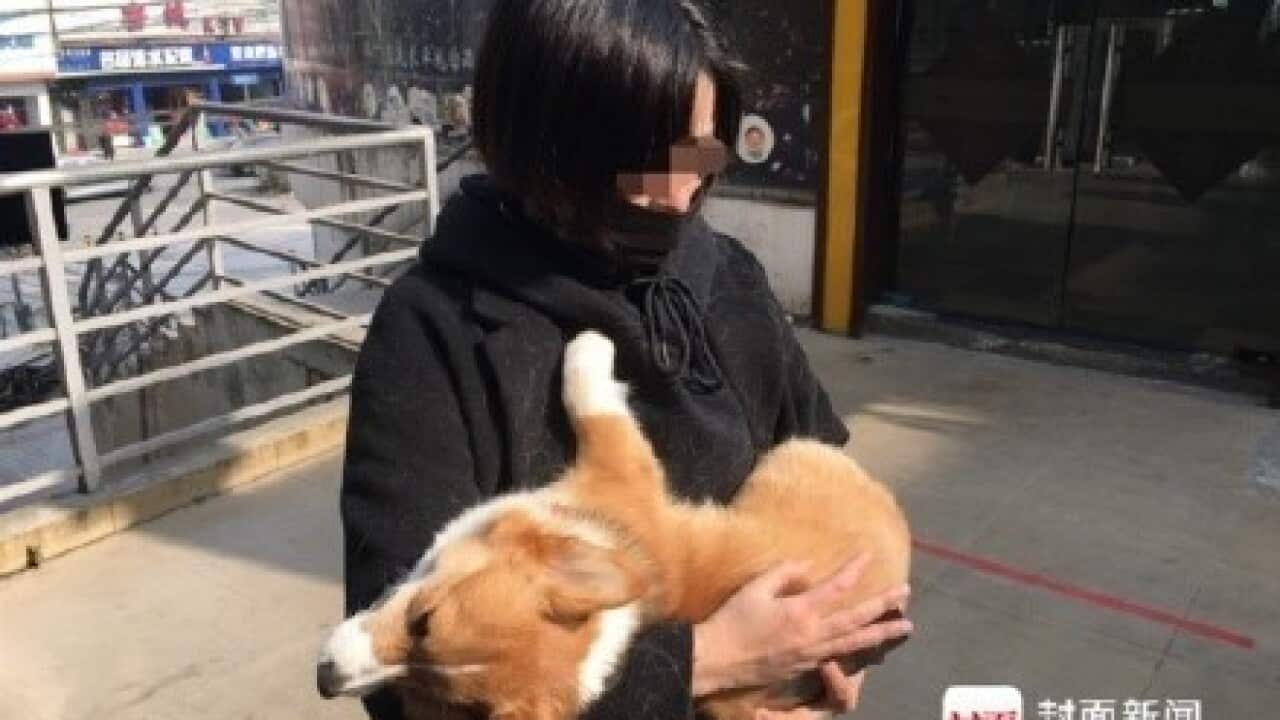 dog china