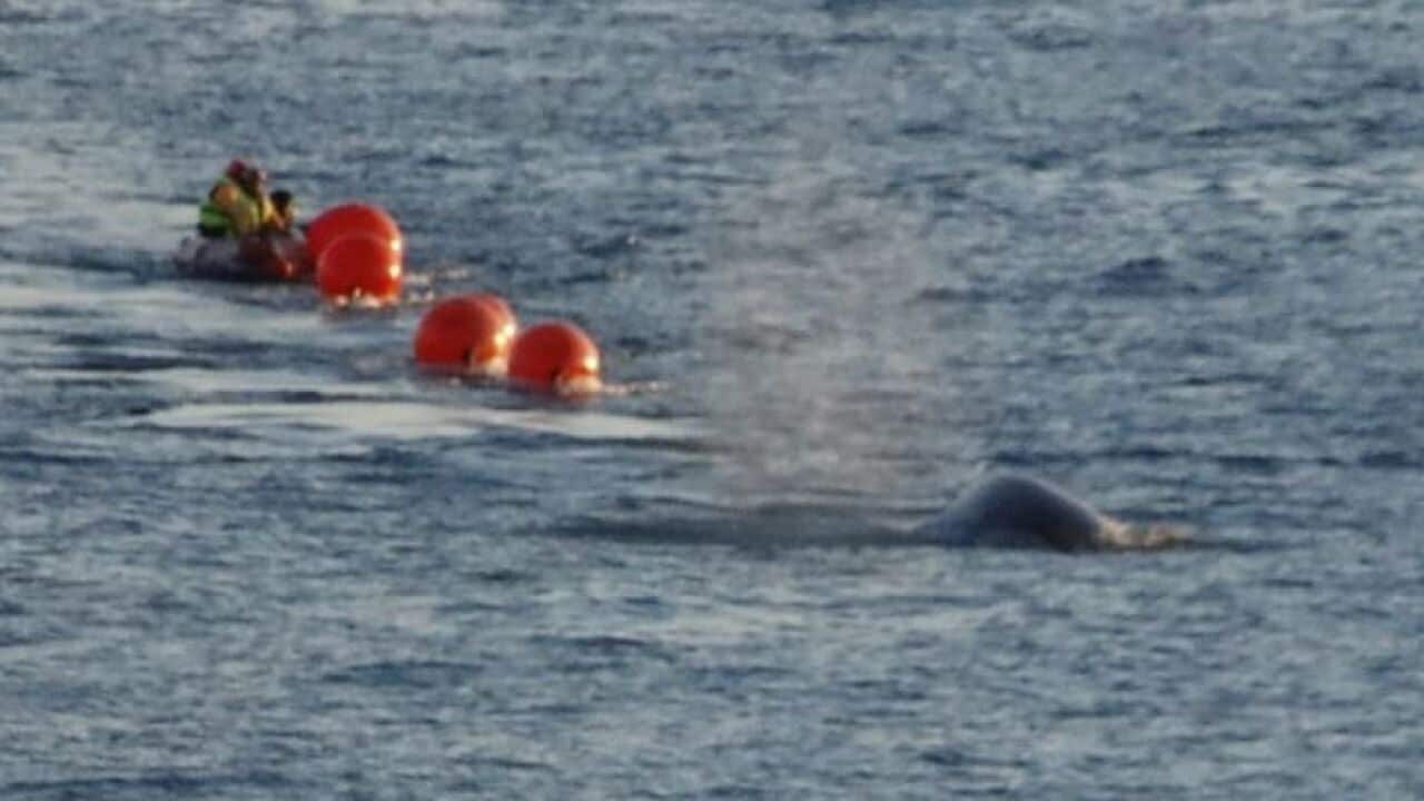 A whale near the surface of the water as rescuers attempt to free it.